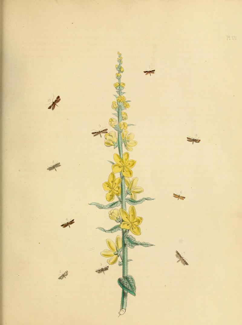 British moths and their transformations (Pl. 121) (9219101056)