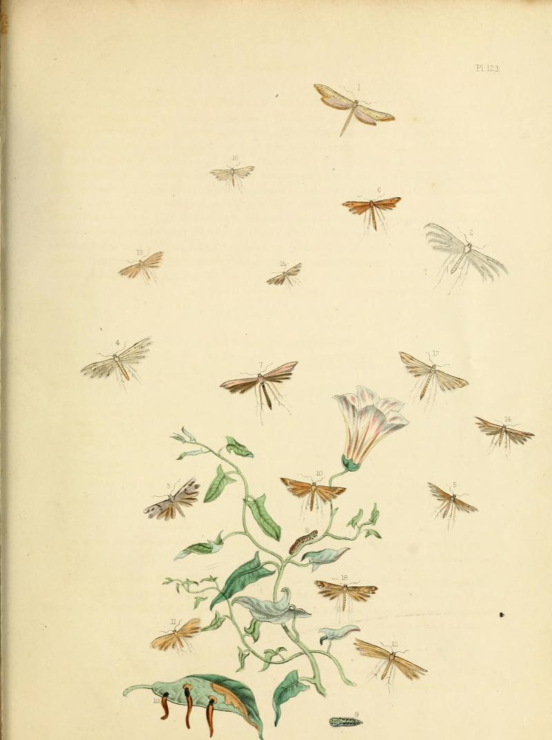British moths and their transformations (Pl. 123) (9219103198)