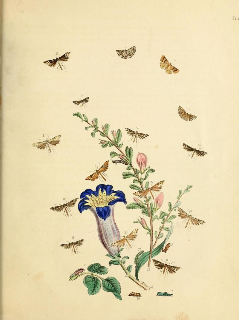 British moths and their transformations (Pl. 124) (9219104342)