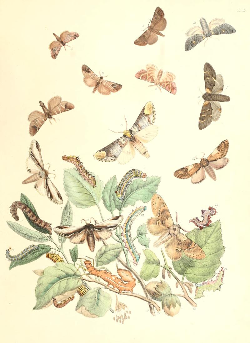 British moths and their transformations (Pl. 13) BHL35390740