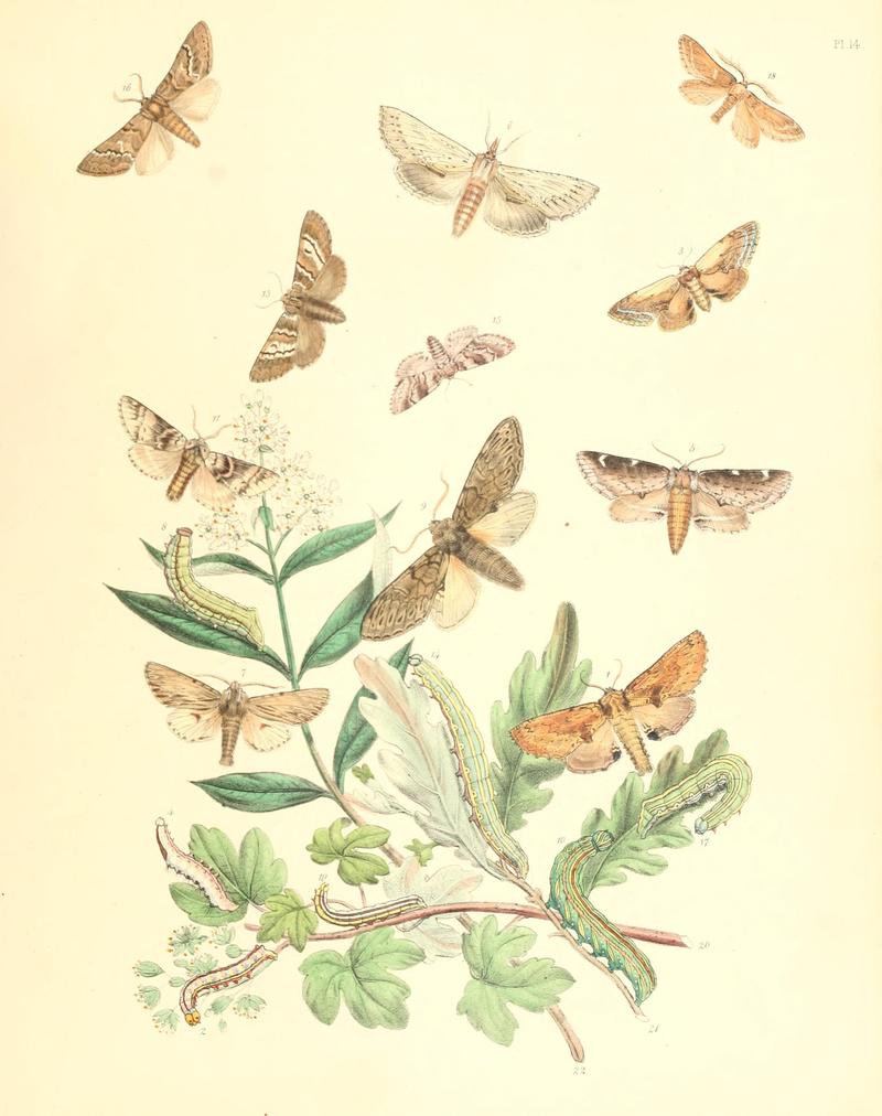 British moths and their transformations (Pl. 14) BHL35390748