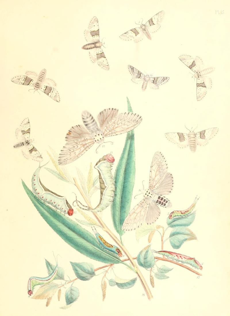 British moths and their transformations (Pl. 15) (9213770247)
