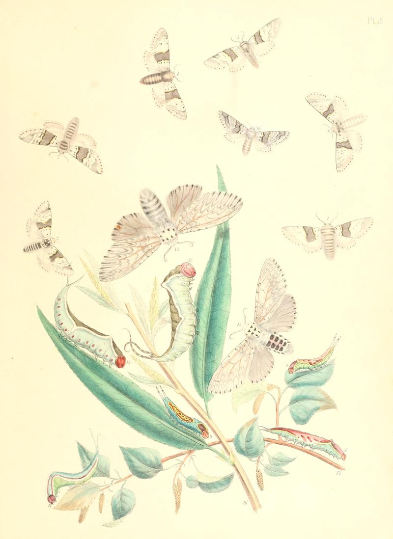 British moths and their transformations (Pl. 15) BHL35390756