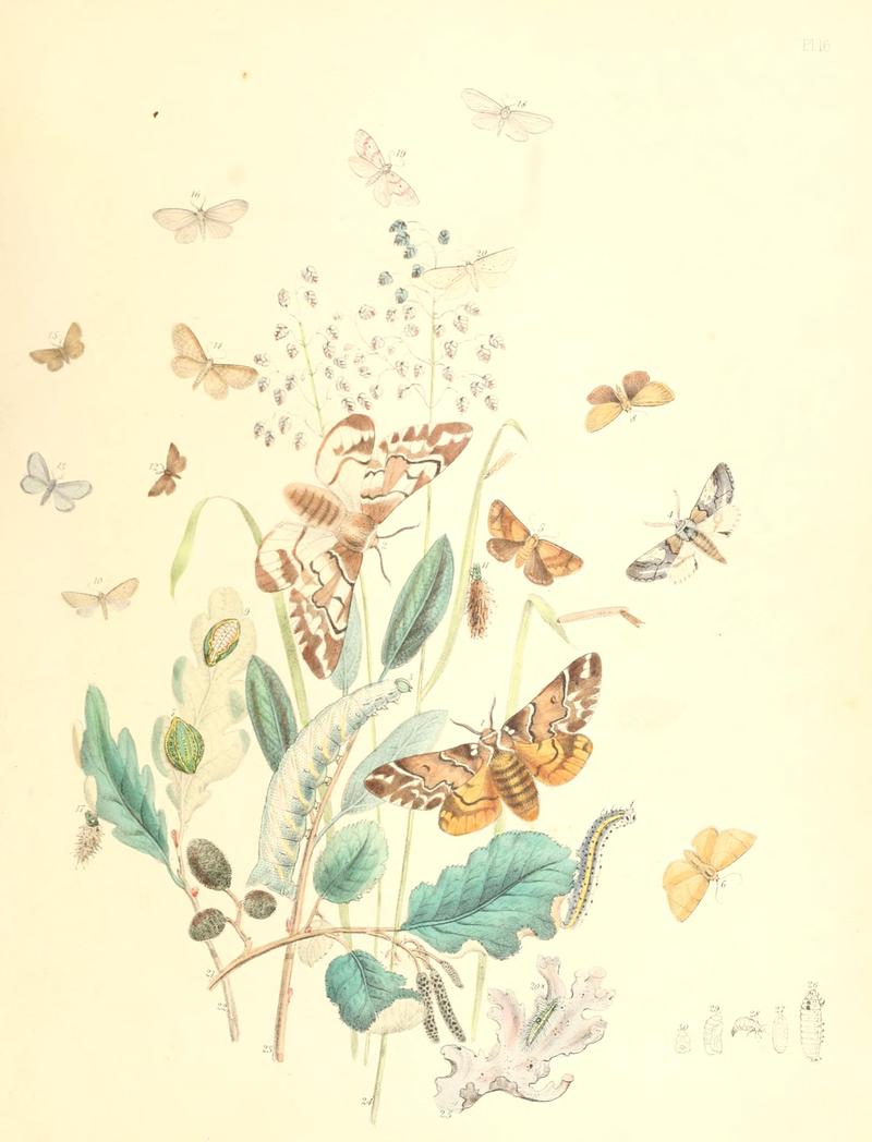 British moths and their transformations (Pl. 16) BHL35390764