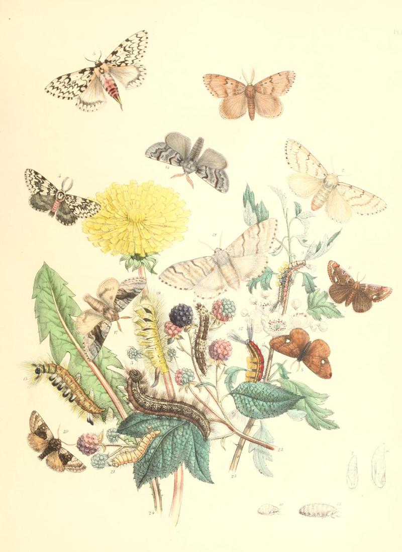 British moths and their transformations (Pl. 17) BHL35390770