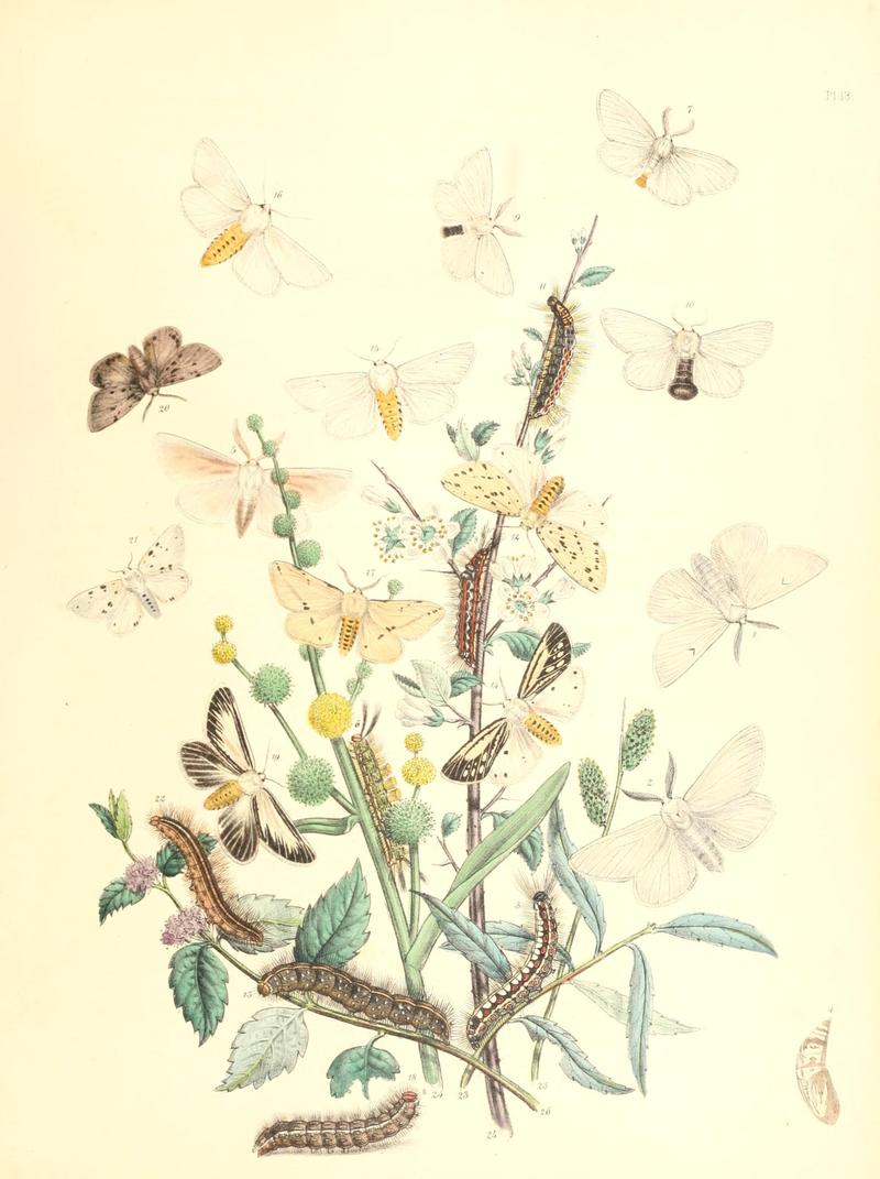 British moths and their transformations (Pl. 18) (9213773853)