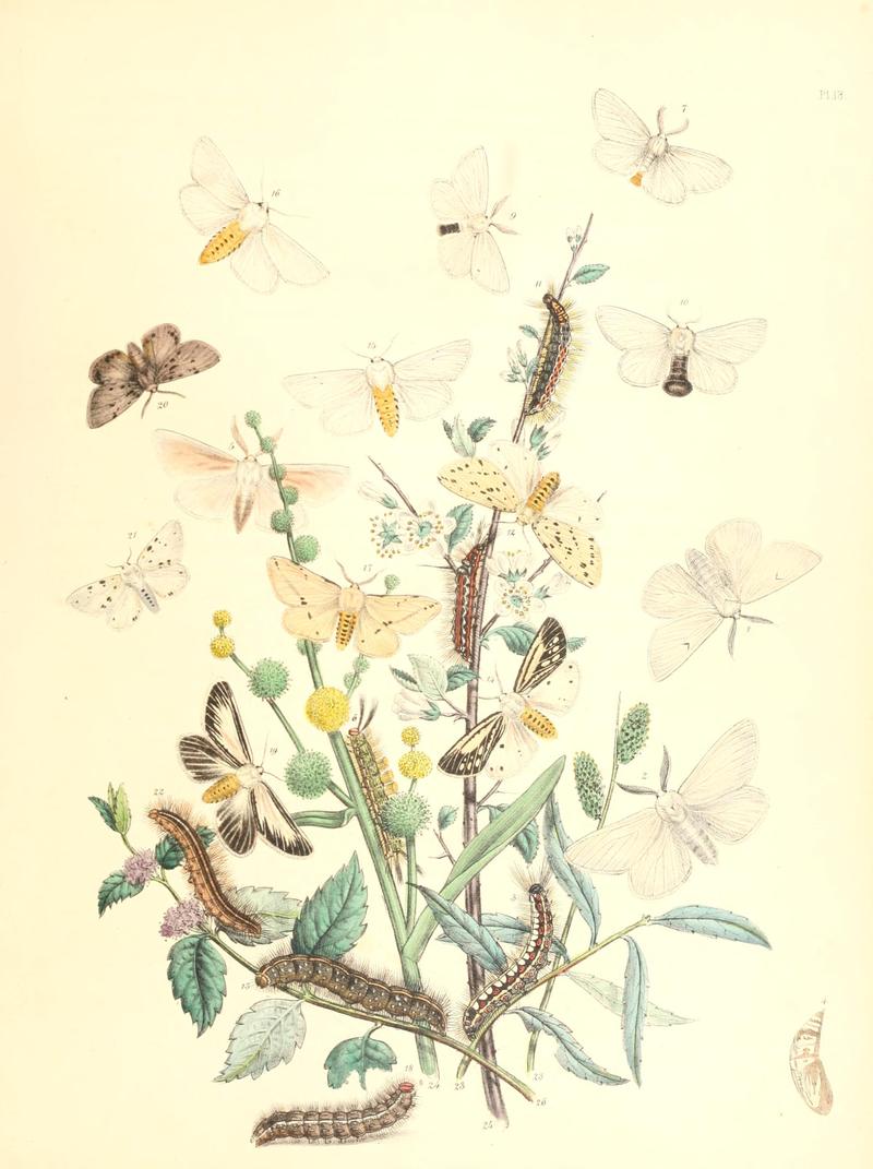 British moths and their transformations (Pl. 18) BHL35390776