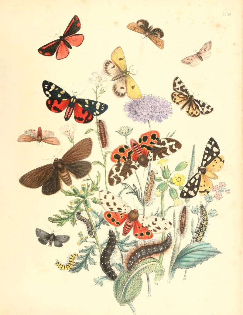 British moths and their transformations (Pl. 19) (9213774617)