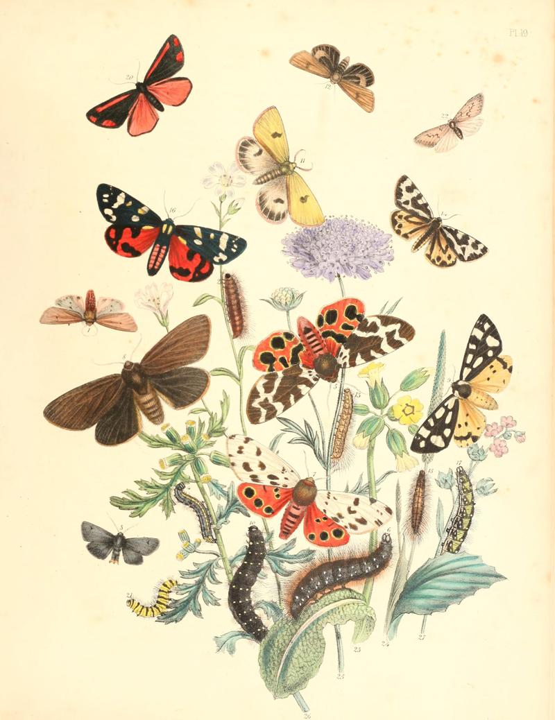British moths and their transformations (Pl. 19) BHL35390782