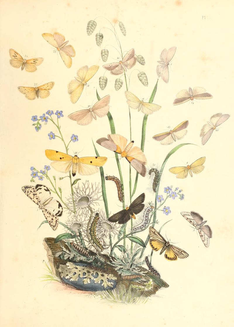 British moths and their transformations (Pl. 20) BHL35390790