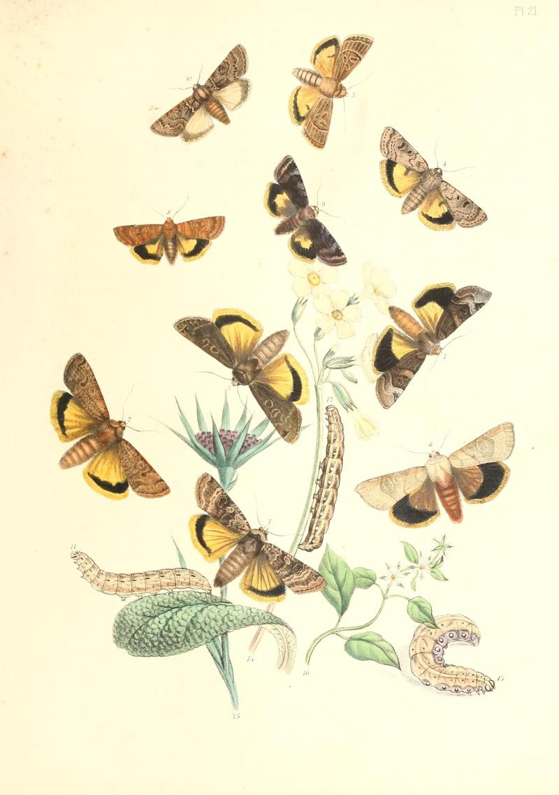 British moths and their transformations (Pl. 21) (9213776915)