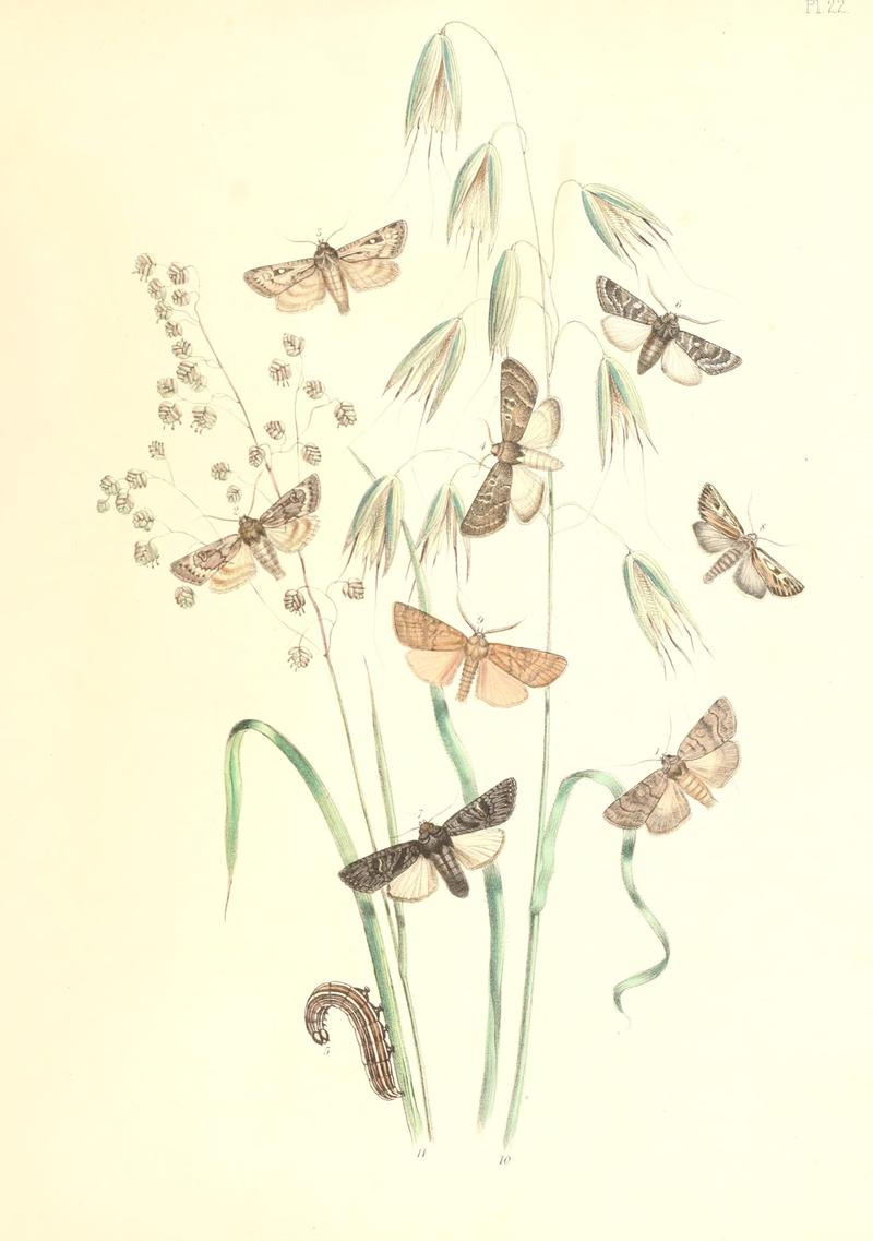 British moths and their transformations (Pl. 22) (9216552818)