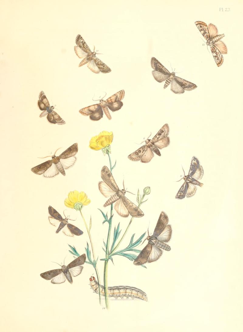 British moths and their transformations (Pl. 23) BHL35390812
