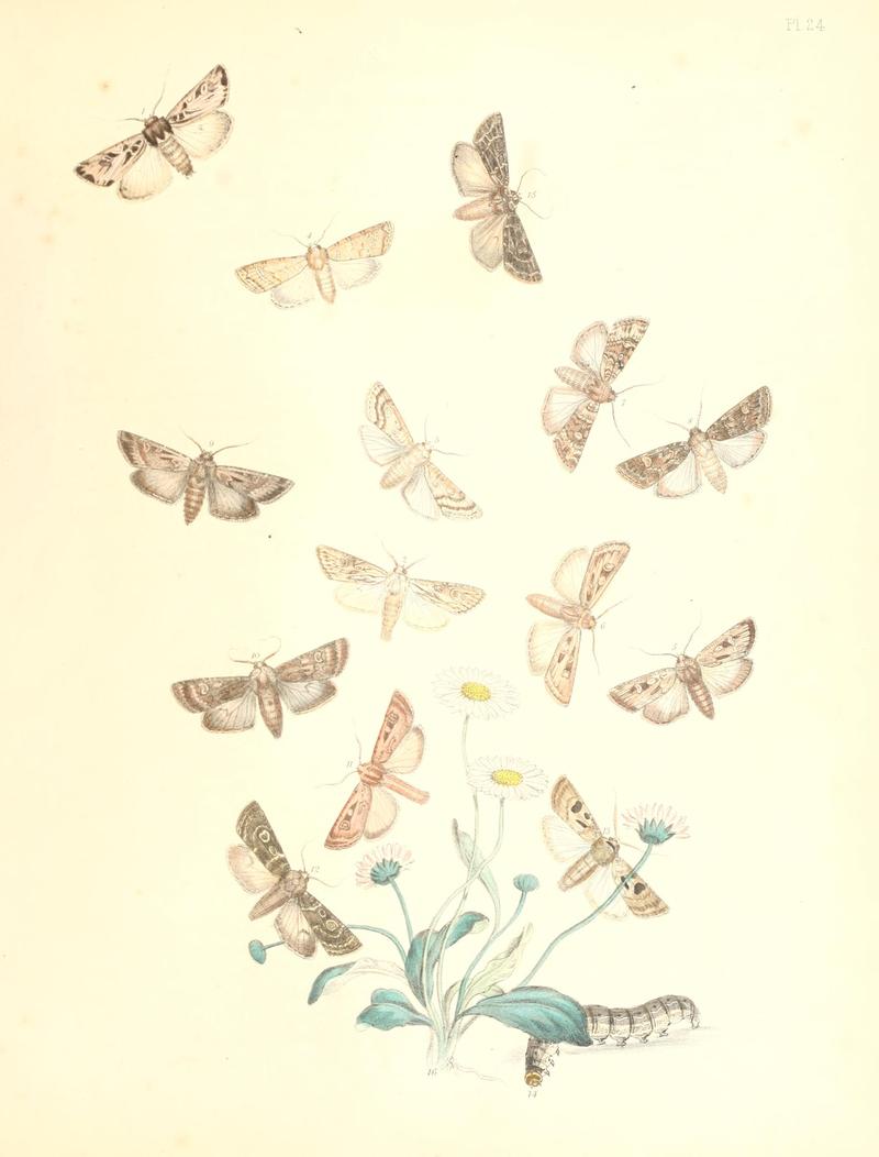 British moths and their transformations (Pl. 24) BHL35390818