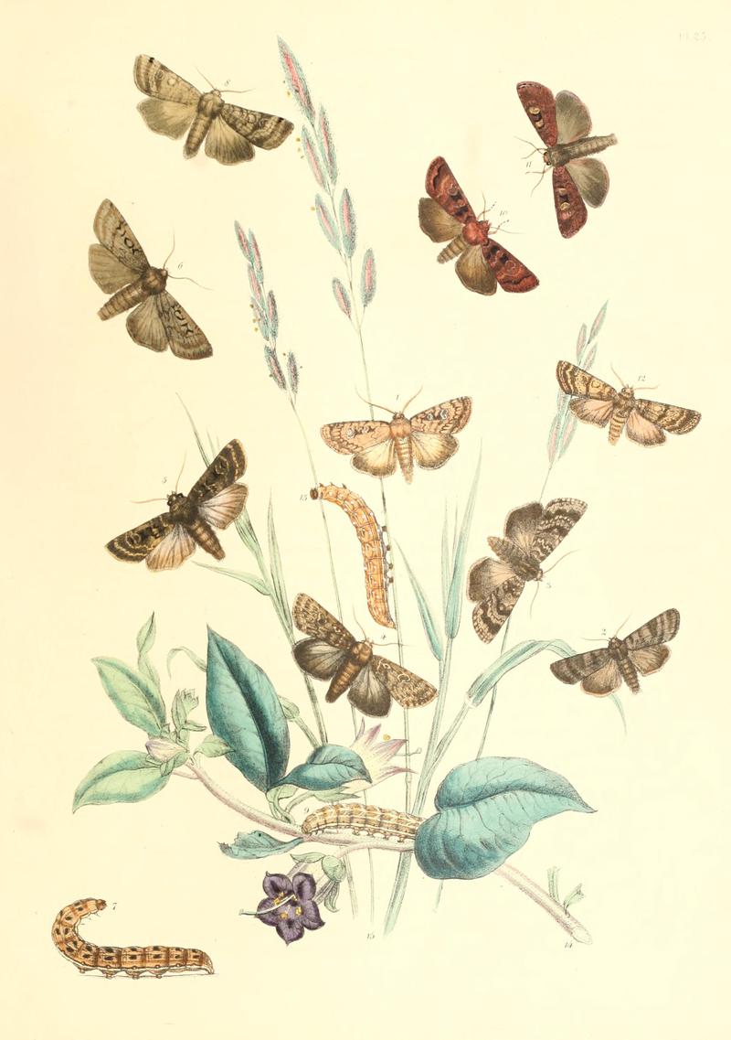 British moths and their transformations (Pl. 25) BHL35390826