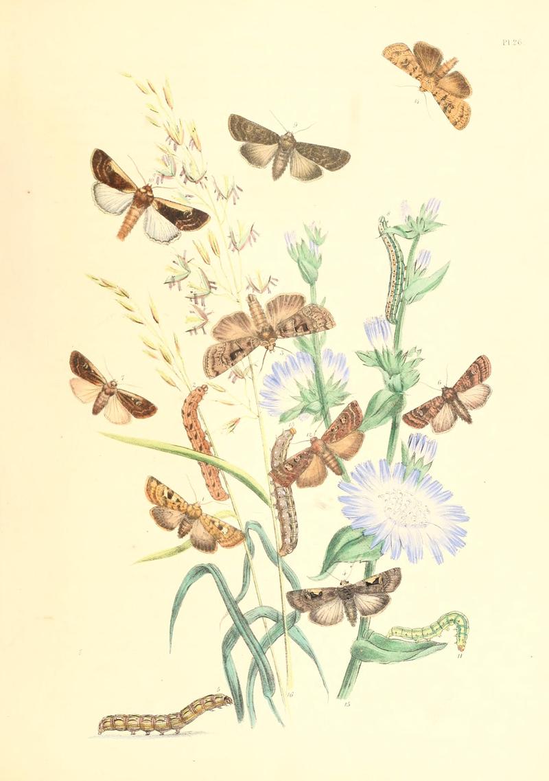 British moths and their transformations (Pl. 26) BHL35390832