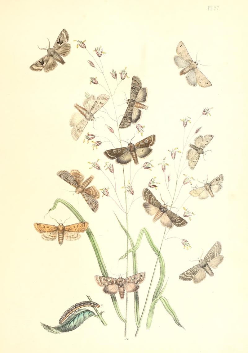 British moths and their transformations (Pl. 27) (9213783219)