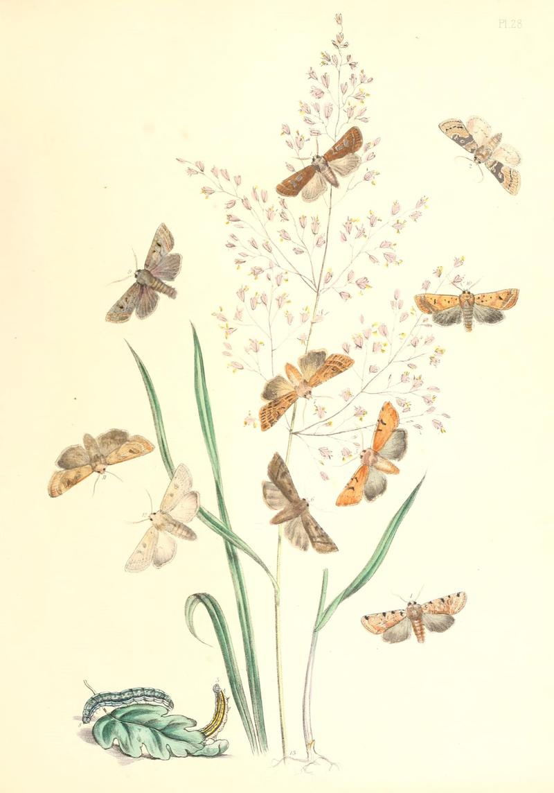 British moths and their transformations (Pl. 28) (9216559102)