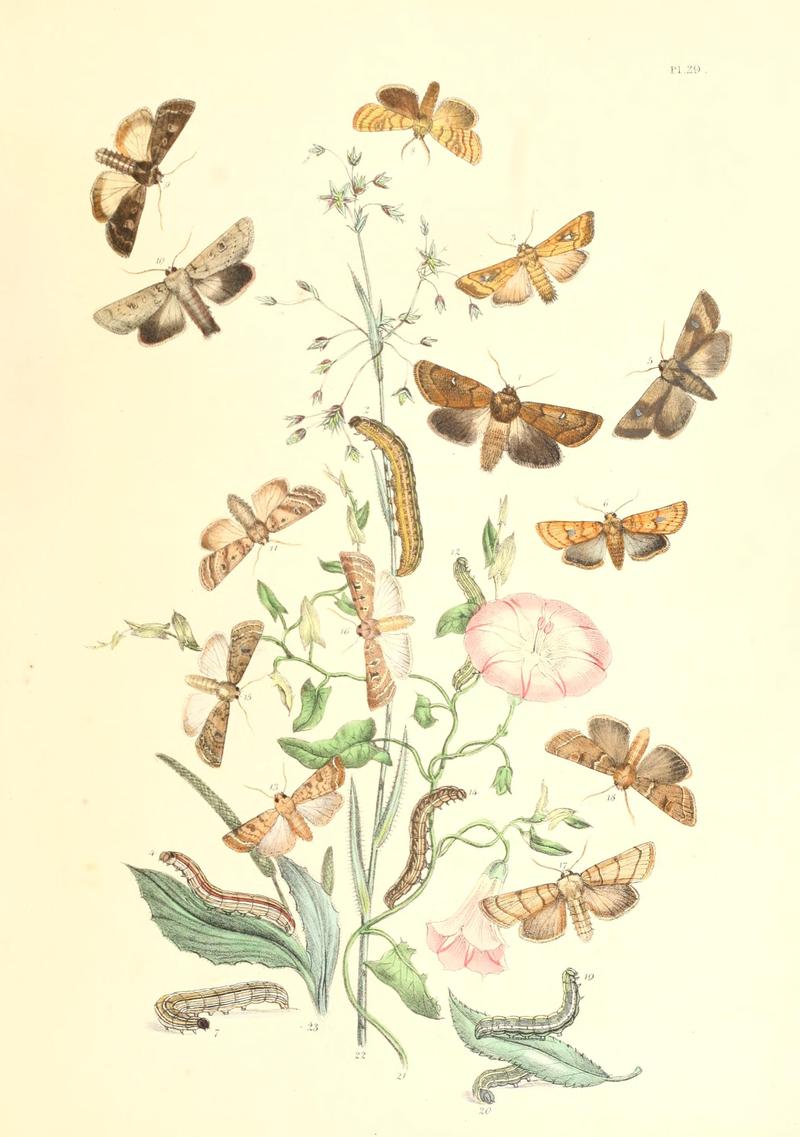British moths and their transformations (Pl. 29) BHL35390850