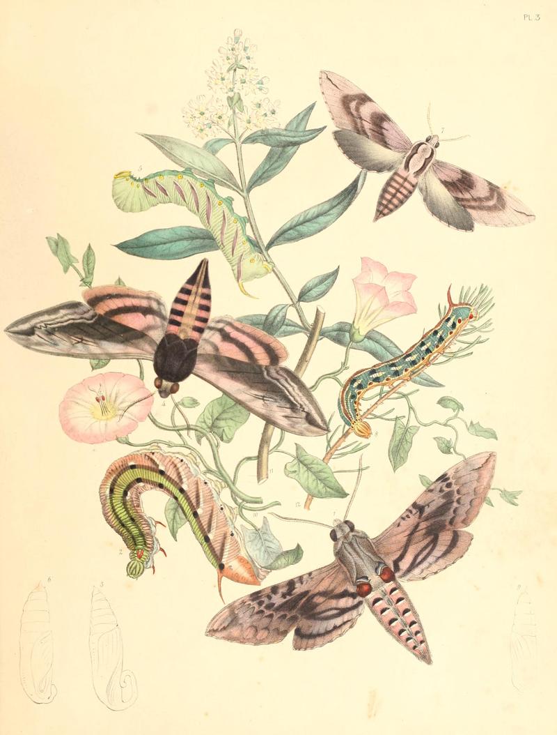 British moths and their transformations (Pl. 3) BHL35390676