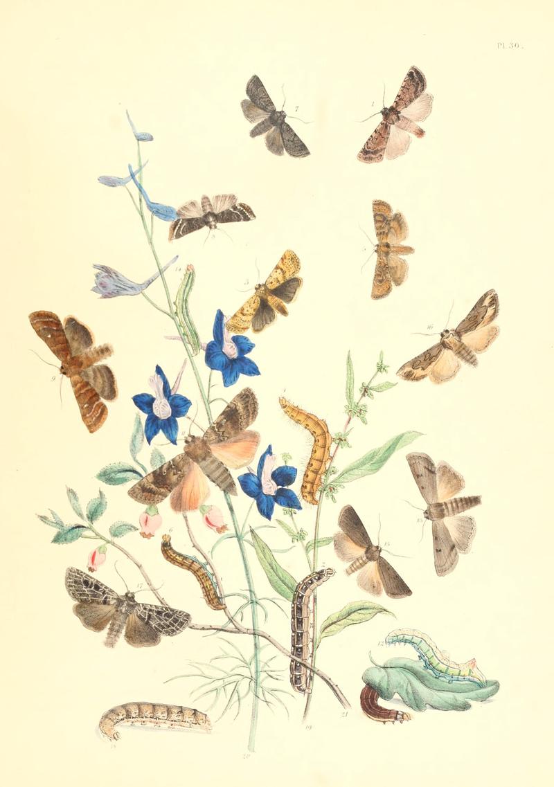 British moths and their transformations (Pl. 30) BHL35390858