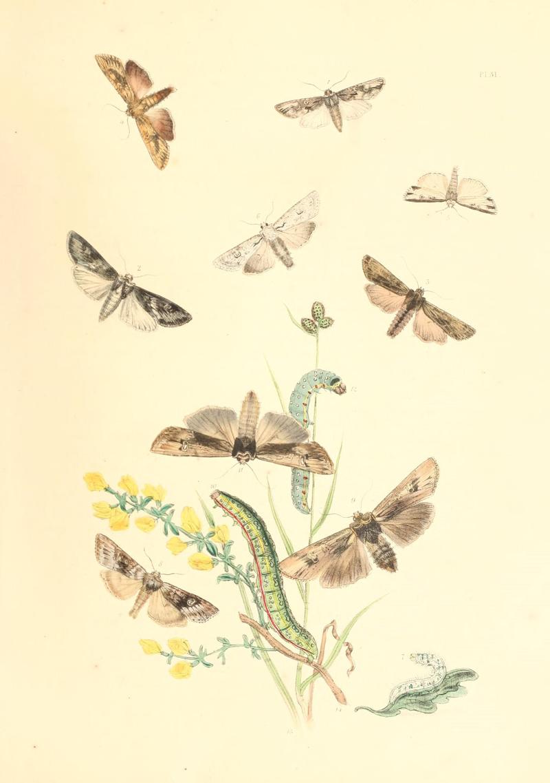 British moths and their transformations (Pl. 31) (9213787251)