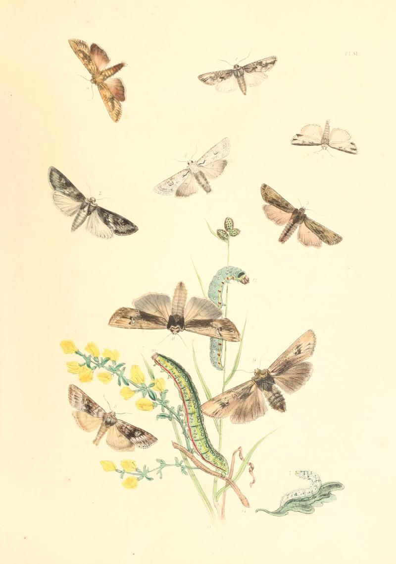 British moths and their transformations (Pl. 31) BHL35390866