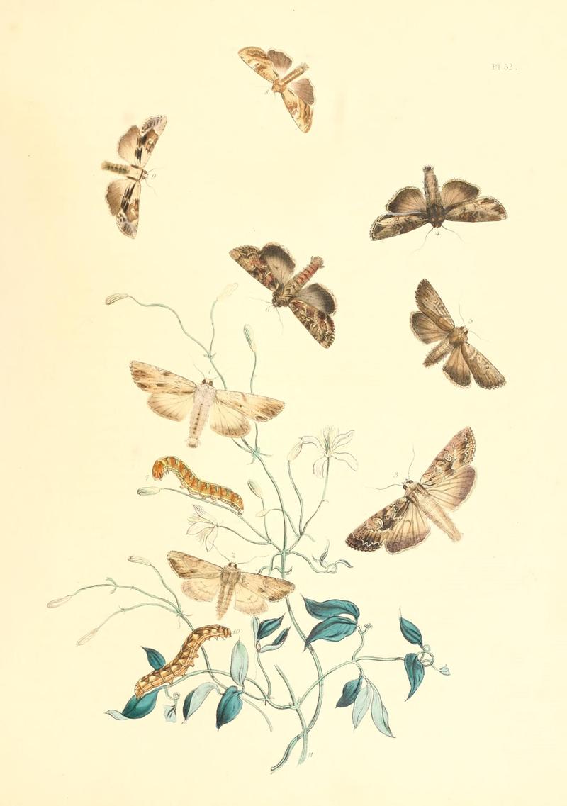 British moths and their transformations (Pl. 32) (9216563286)
