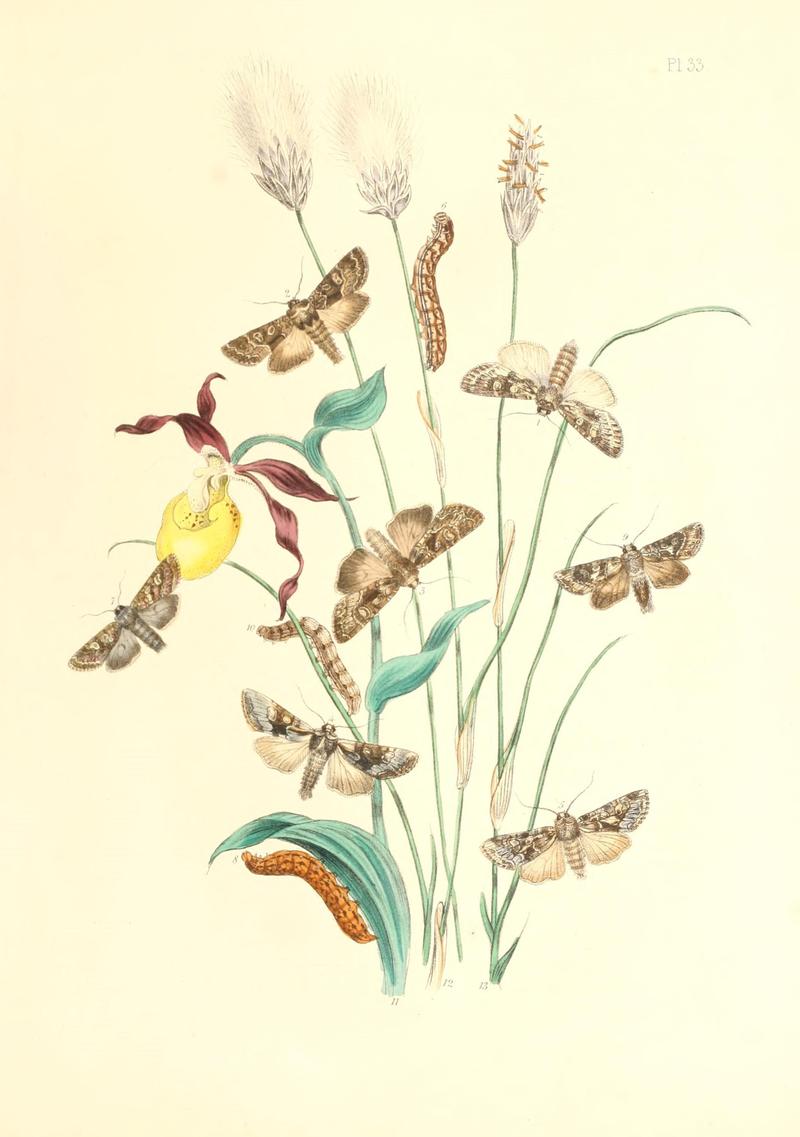 British moths and their transformations (Pl. 33) (9216564512)