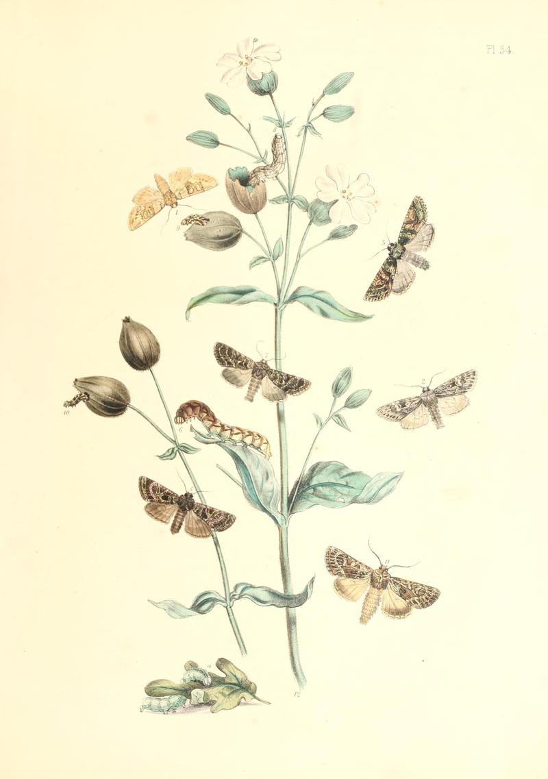 British moths and their transformations (Pl. 34) (9213790297)
