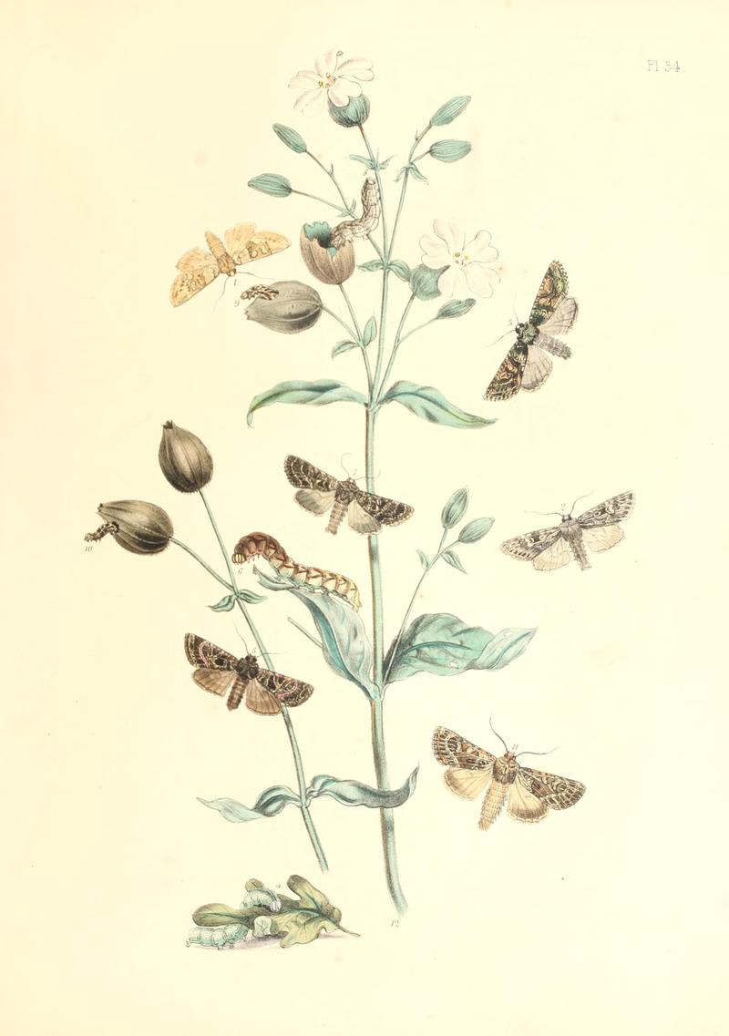 British moths and their transformations (Pl. 34) BHL35390884