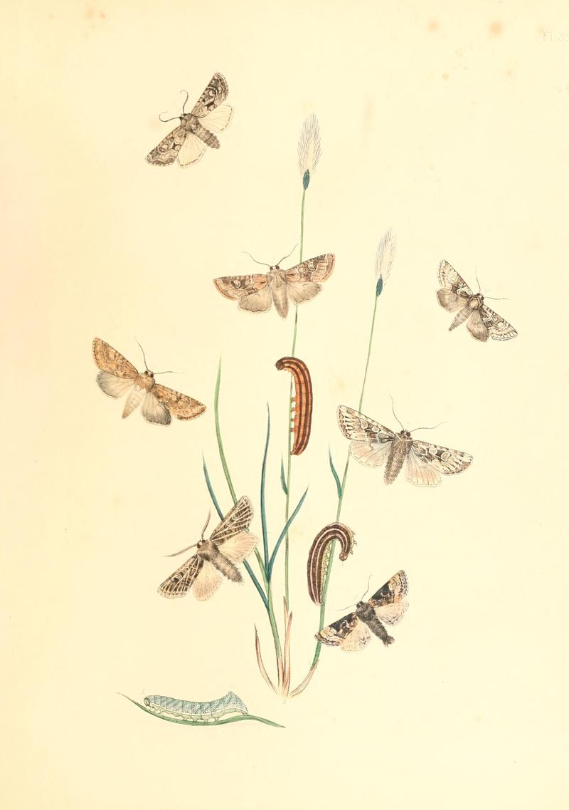 British moths and their transformations (Pl. 35) BHL35390890