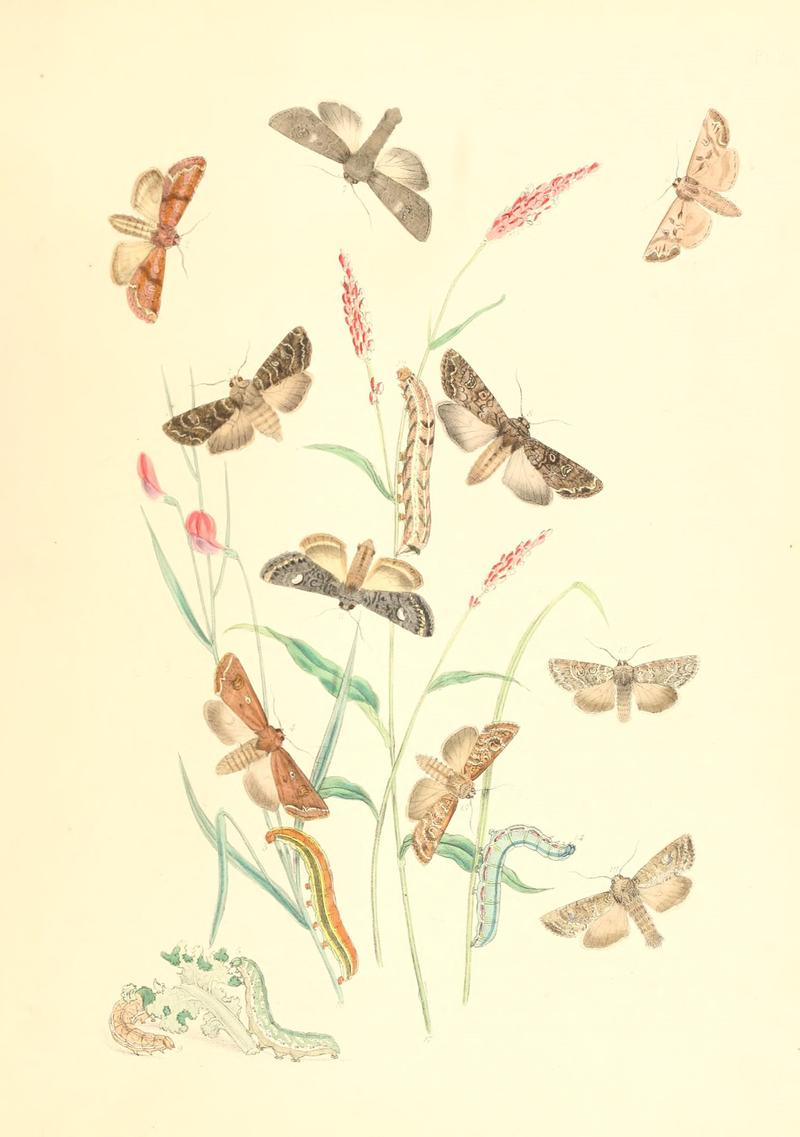 British moths and their transformations (Pl. 36) (9216567582)