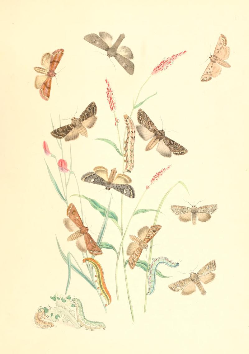 British moths and their transformations (Pl. 36) BHL35390896