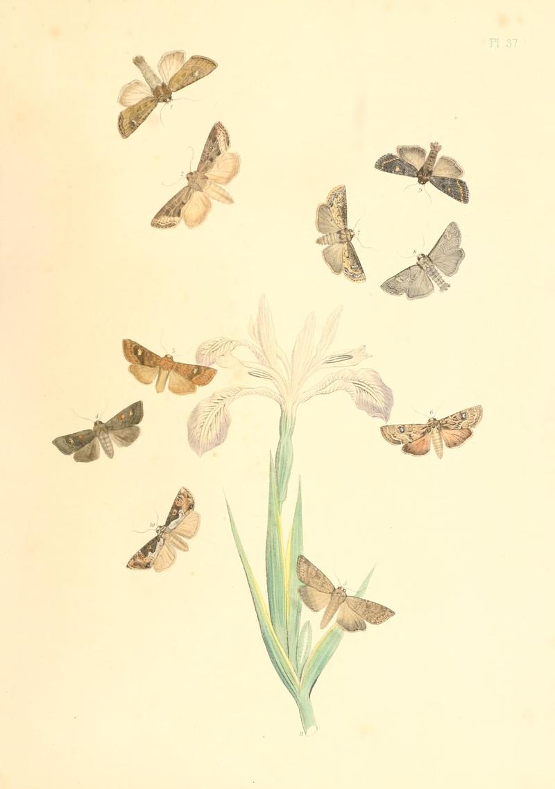 British moths and their transformations (Pl. 37) (9216568984)