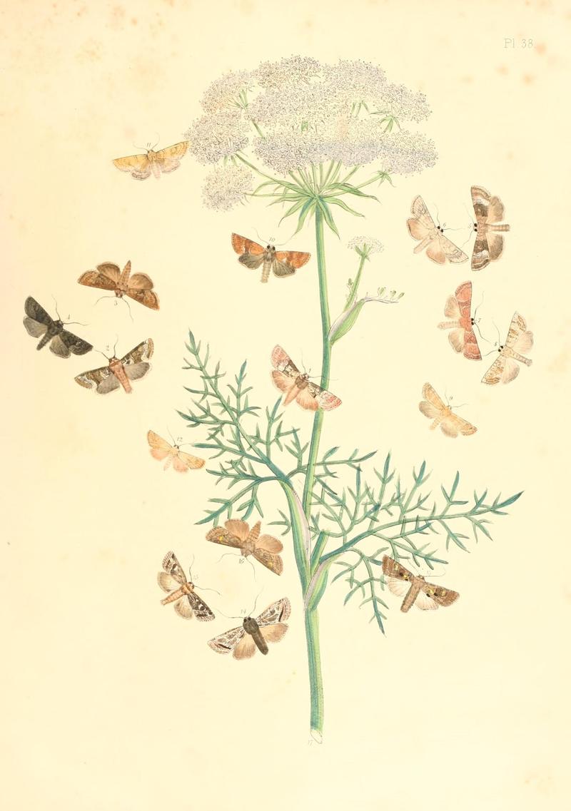 British moths and their transformations (Pl. 38) (9216570408)