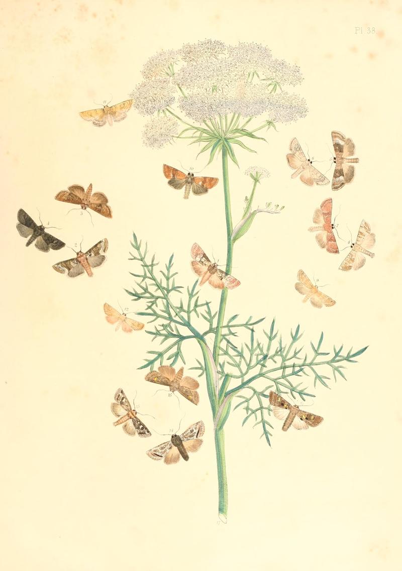 British moths and their transformations (Pl. 38) BHL35390906