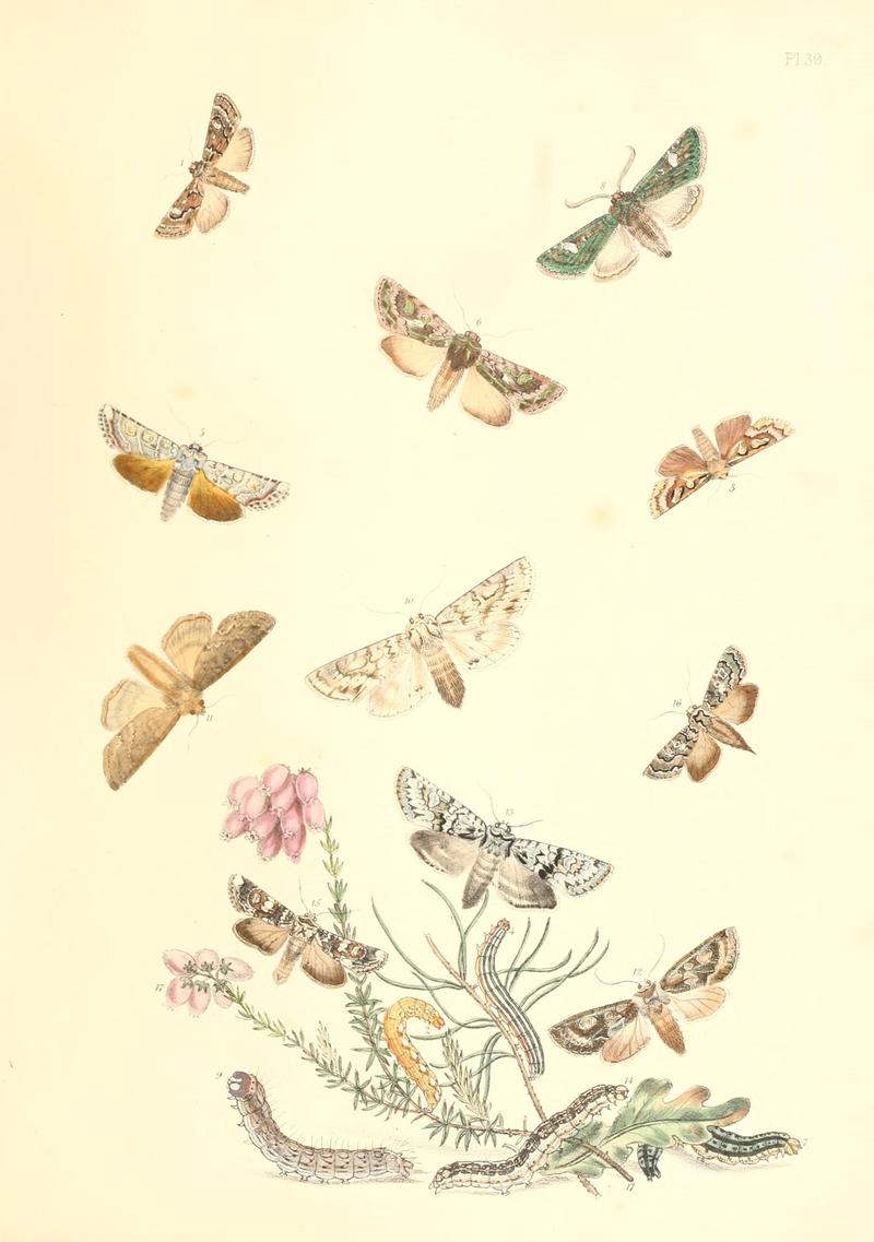 British moths and their transformations (Pl. 39) (9216571438)