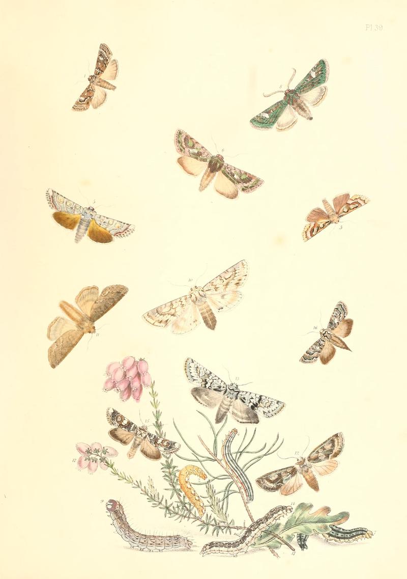 British moths and their transformations (Pl. 39) BHL35390912