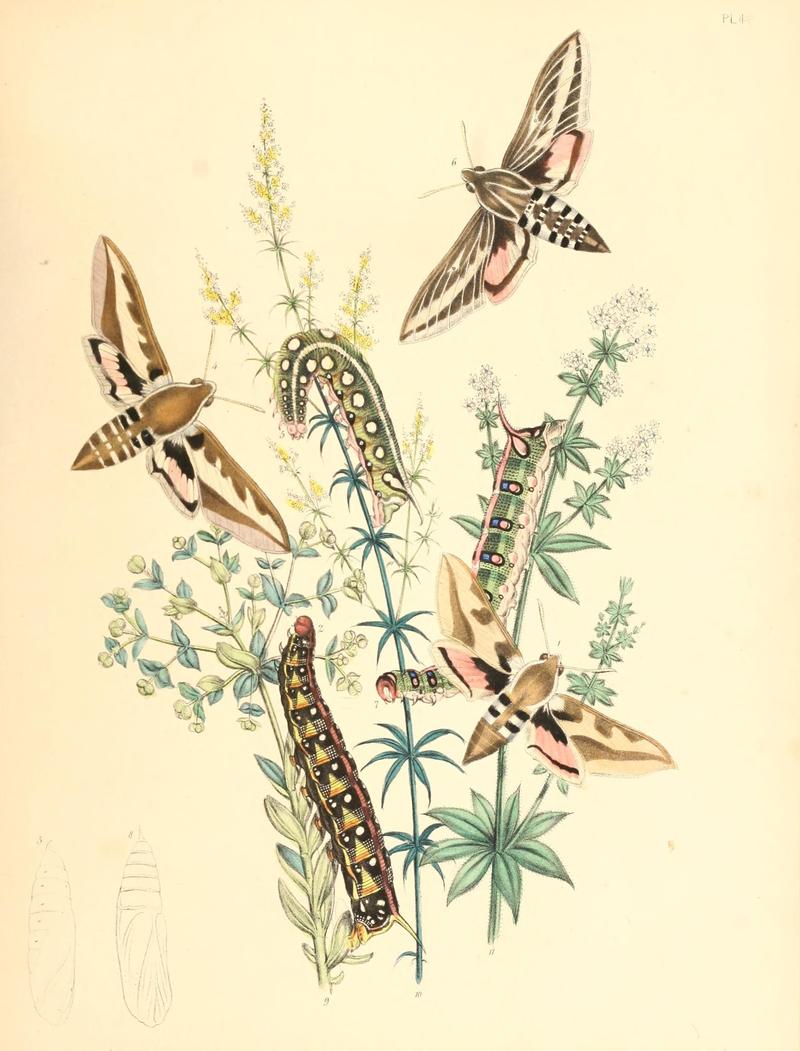 British moths and their transformations (Pl. 4) (9216532466)