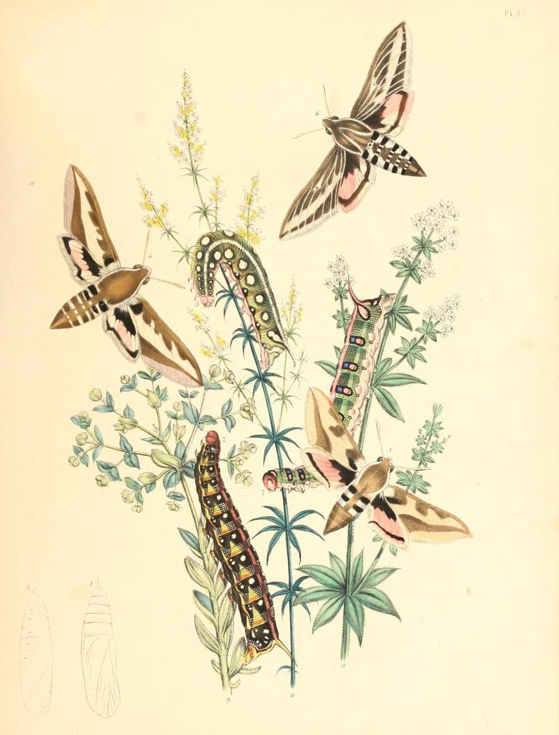 British moths and their transformations (Pl. 4) BHL35390638