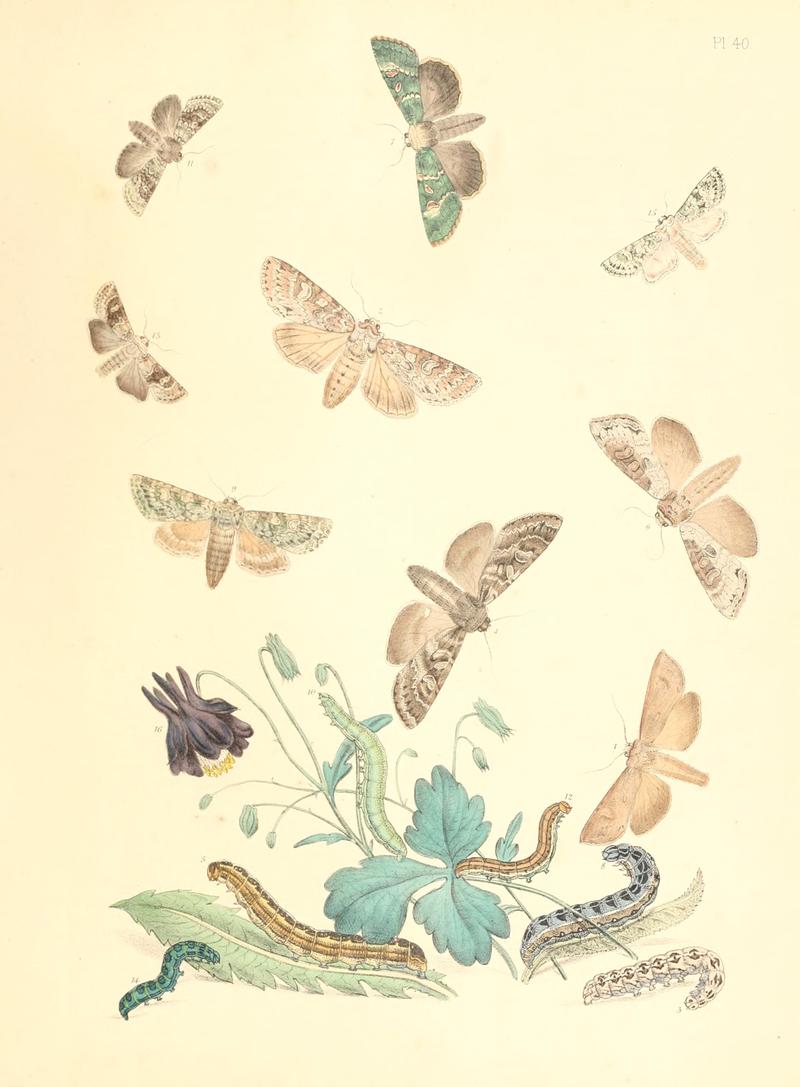 British moths and their transformations (Pl. 40) BHL35390920
