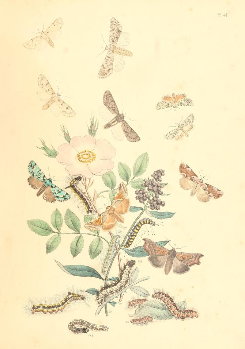 British moths and their transformations (Pl. 41) (9213798145)
