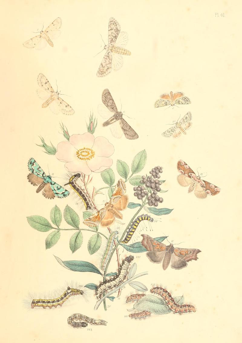 British moths and their transformations (Pl. 41) BHL35390926