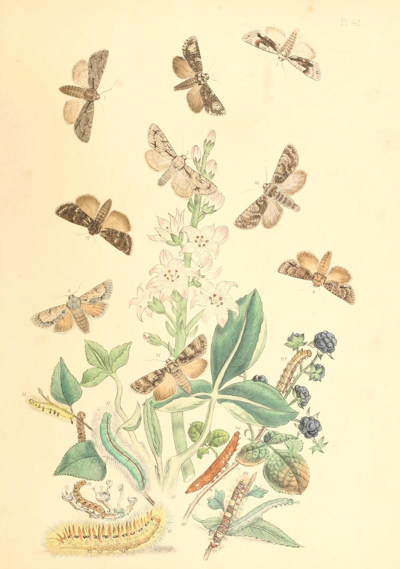 British moths and their transformations (Pl. 42) (9213799461)