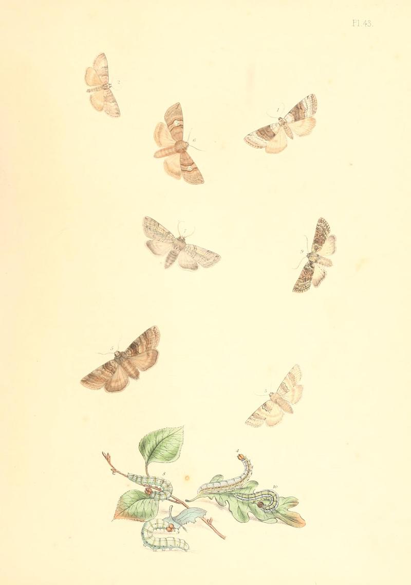 British moths and their transformations (Pl. 43) (9216575906)