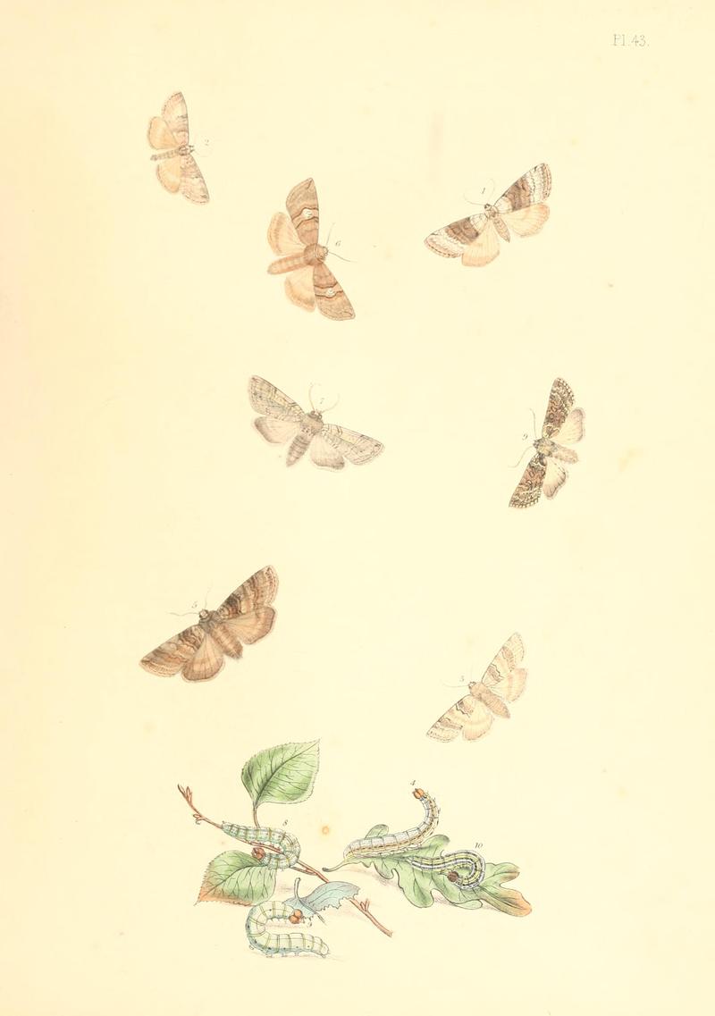 British moths and their transformations (Pl. 43) BHL35390940