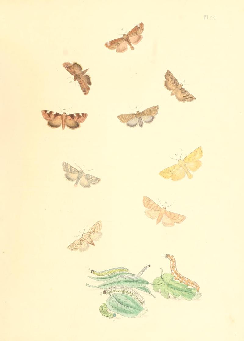 British moths and their transformations (Pl. 44) BHL35390944