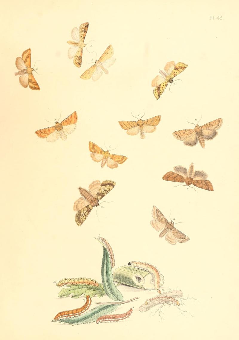 British moths and their transformations (Pl. 45) (9213802311)