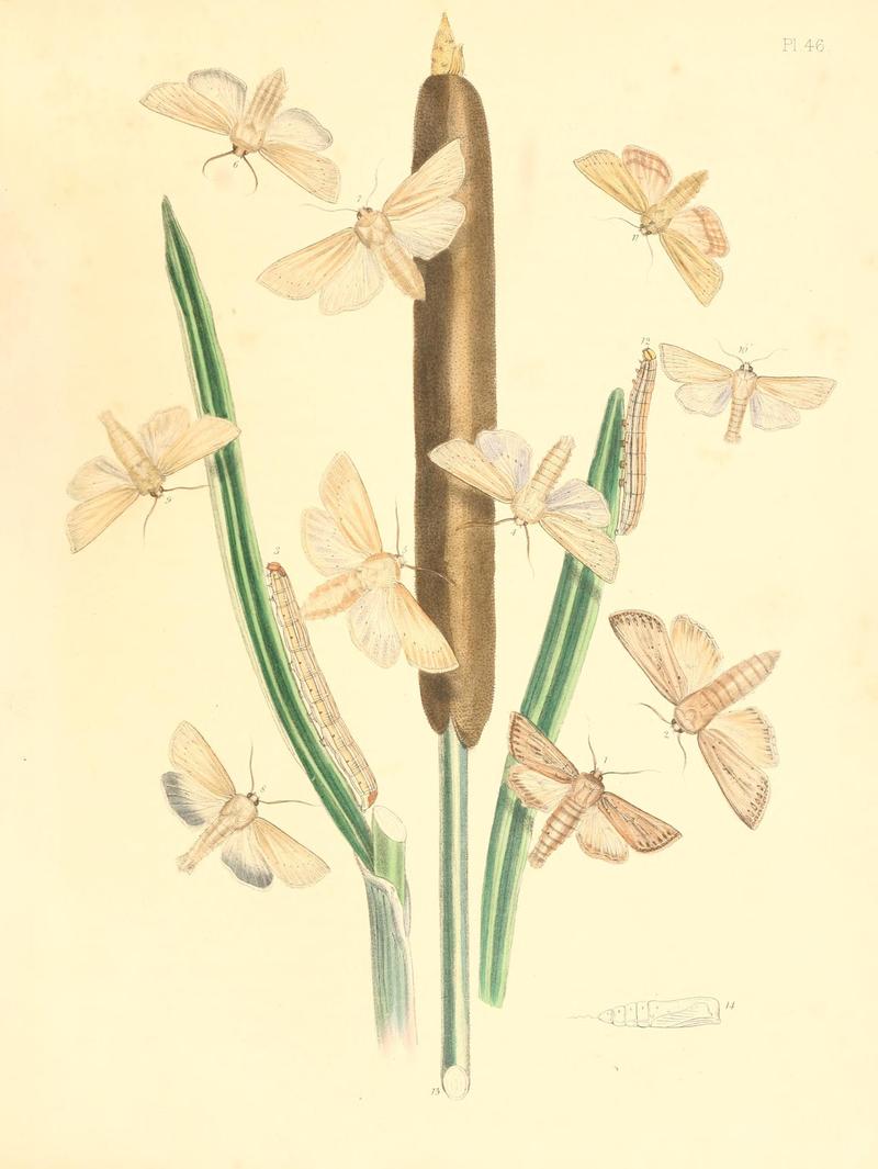 British moths and their transformations (Pl. 46) (9216579004)